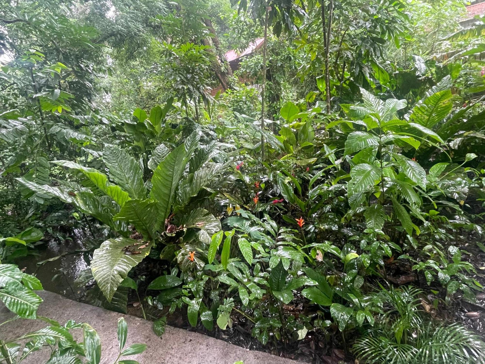 Casa Jaguar Tortuguero
